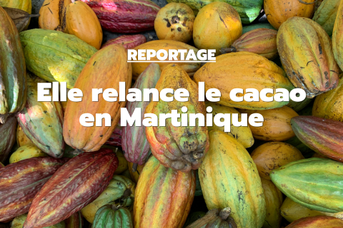 Affiche cacao martinique