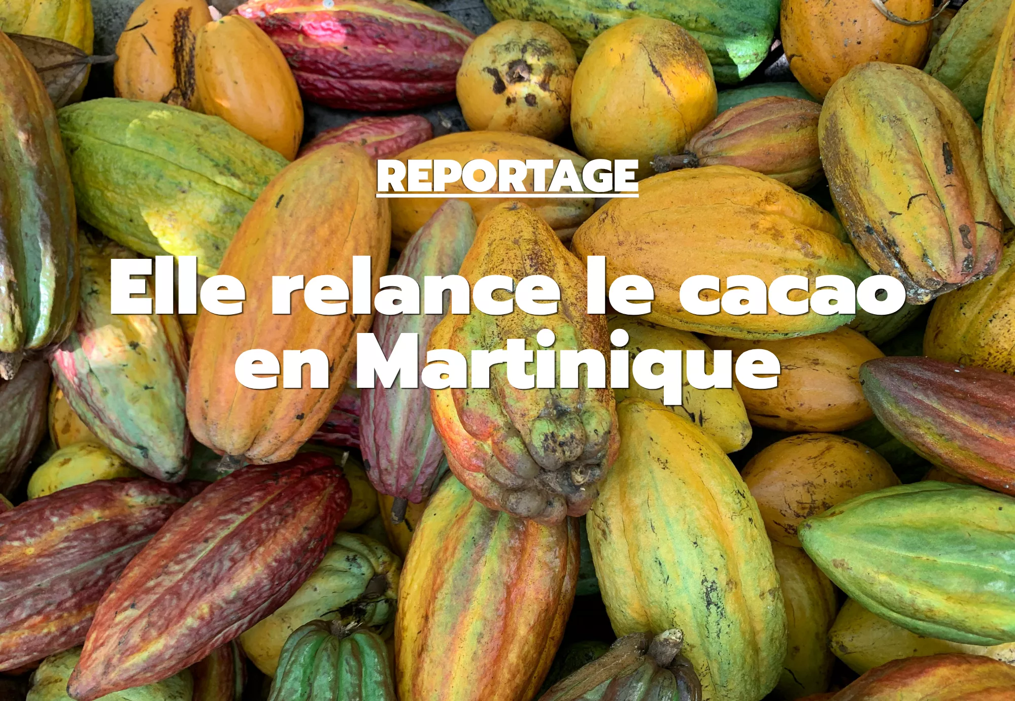 Affiche cacao martinique